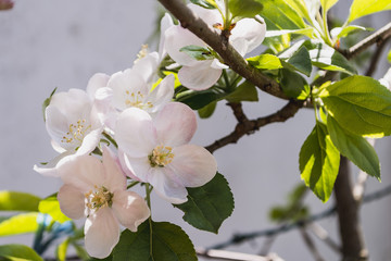 fiori di melo