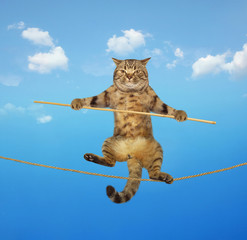 The brave cat is walking on the tightrope.