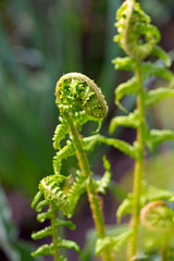 growing fern