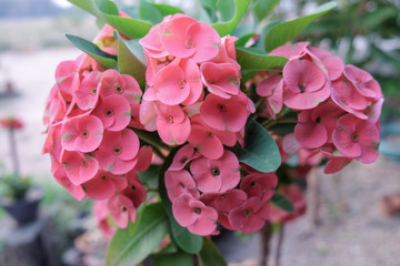 Beautiful poi sian flowers, Crown of thorns or Christ thorn bunch on tree in morning light