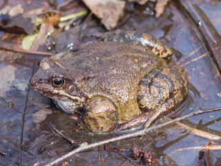 European grass frog or Rana temporaria male in breeding colors at water close-up portrait, selective focus, shallow DOF