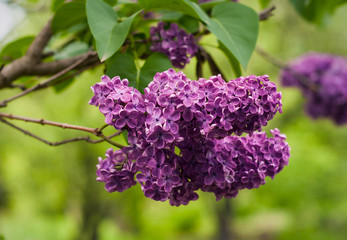Lilac bush on natural background. Macro image of spring lilac violet flowers.