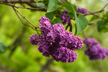 Lilac bush on natural background. Macro image of spring lilac violet flowers.