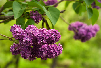 Lilac bush on natural background. Macro image of spring lilac violet flowers.