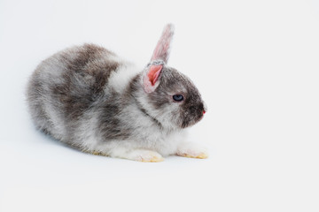 New born rabbit on white background