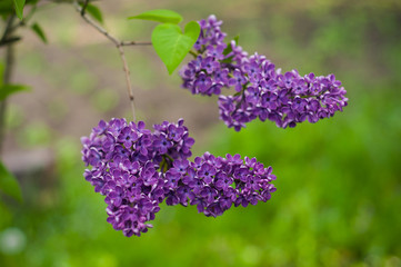 Lilac bush on natural background. Macro image of spring lilac violet flowers.