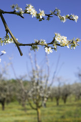 détail de branche fleurie dans un verger