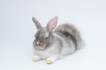New born rabbit on white background