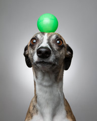Whippet with green ball on its head
