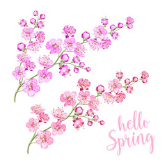 Pink cherry blossom or Sakura twig isolated on white background. Flower spring invitation. Vector illustration.