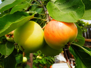 apple tree