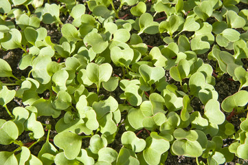 Radish sprouts