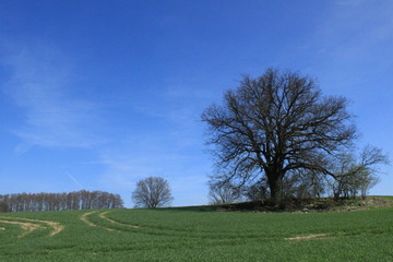 Fr&uuml;hling in Mecklenburg / Feld am Krakower See