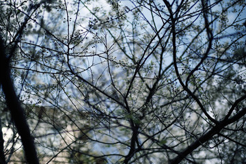blooming cherry flowers branch