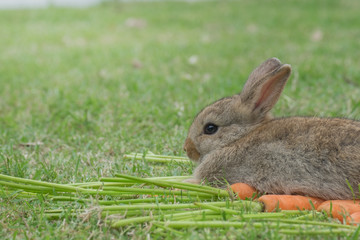 New born rabbit on green grass