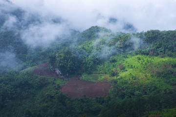 Fototapeta na wymiar Clouds and fog over tree forest