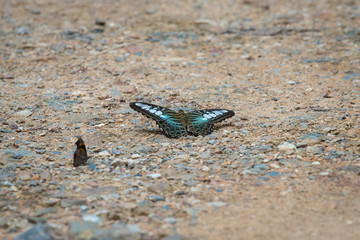Butterfly eating Salt licks on ground
