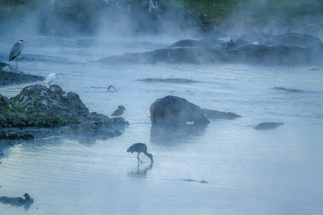 Hippopotamus and water birds in Kruger National park, South Africa