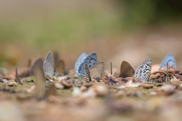Butterfly eating Salt licks on ground