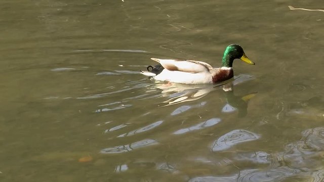 Eine Ente "gründelt" im seichten Wasser und trifft am Ufer auf einen Sumpfbiber