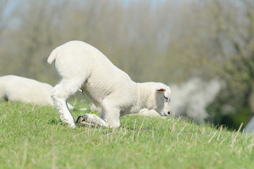 Fototapeta premium Sheep lamb standing on pasture and looking