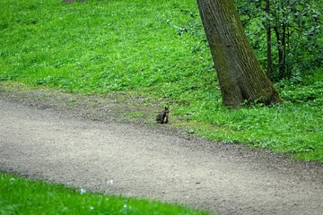 eichhörnchen