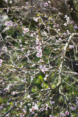 Pink flowers on peach.