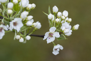 White flowers on green leaves pear trees.
