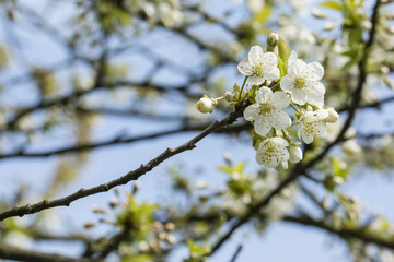 White cherry blossoms on a branch.