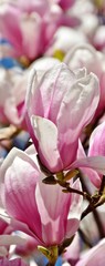 Close up of beautiful pink and white Alexandrina Magnolia blossoms
