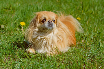 Very beautiful light red dog Pekingese playing in the yard in the green grass and flowers in the sun enjoying life around garden