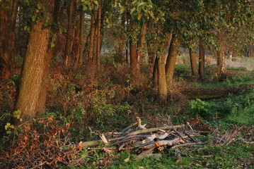 Chruslanki Jozefowskie, Swit na "Zabim Miasteczku". © M. G. Koperkiewicz