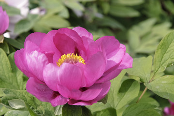 Luoyang Peony A world