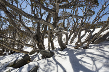 Wind blown Snow Gums at the top of Charlotte Pass, New South Wales.