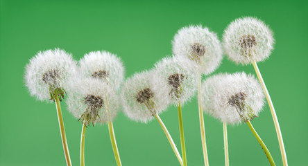 Dandelion flower on green color background, object on blank space backdrop, nature and spring season concept.
