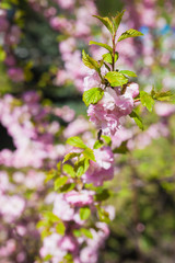Beautiful pink cherry blossoms on a blue background. Sakura