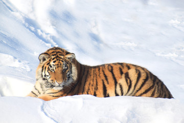 Wild siberian tiger lies on the white snow.