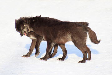 Fototapeta premium Two black canadian wolves frolicking on white snow.