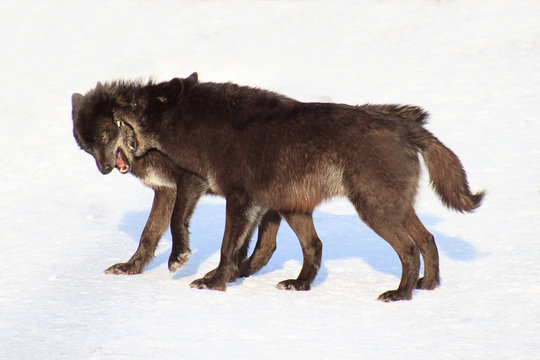 Two black canadian wolves frolicking on white snow.