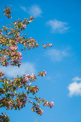 Blooming pink apple tree against the blue sky