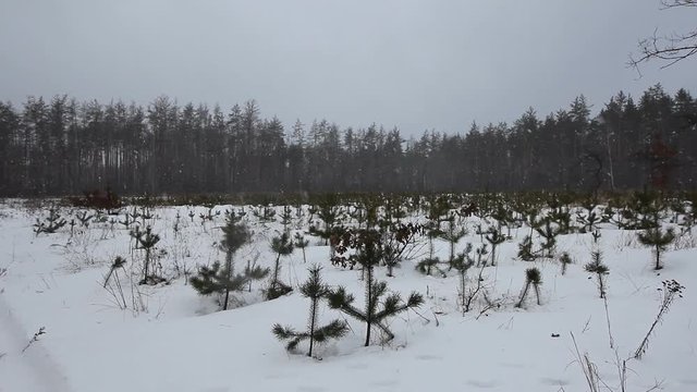 Following the footsteps in snow through winter forest, Plantation planting young trees. Christmas trees grow by the holidays, landscaping boards.