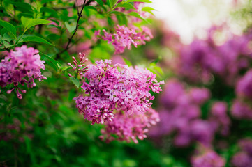 Flowering branch of purple lilac on a tree in a forest close-up.