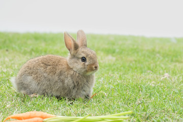 New born rabbit on green grass