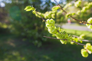 Soft de focused spring texture of tree branches with first new leaves on it