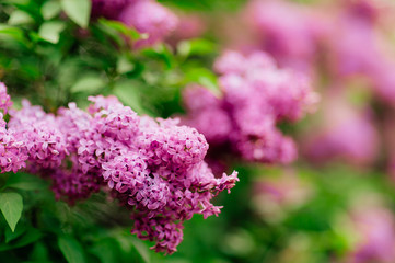 Flowering branch of purple lilac on a tree in a forest close-up.