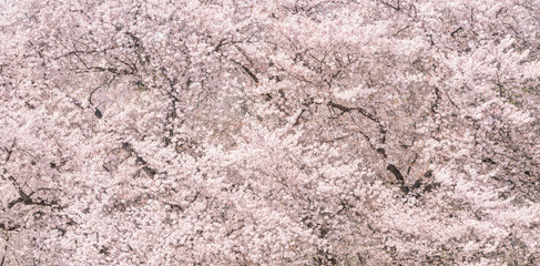 Naklejka premium 桜の花。日本の象徴的な花木。