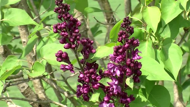 Der violette Flieder bewegt sich im Wind