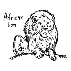 african lion - vector illustration sketch hand drawn with black lines, isolated on white background