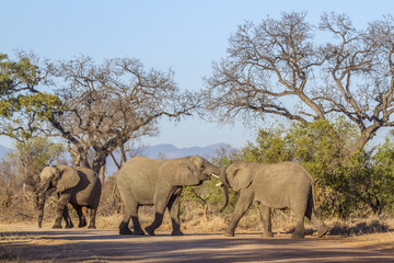 Plakat African bush elephant in Kruger National park, South Africa