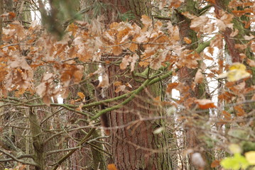 Chruslanki Jozefowskie, Jesien.